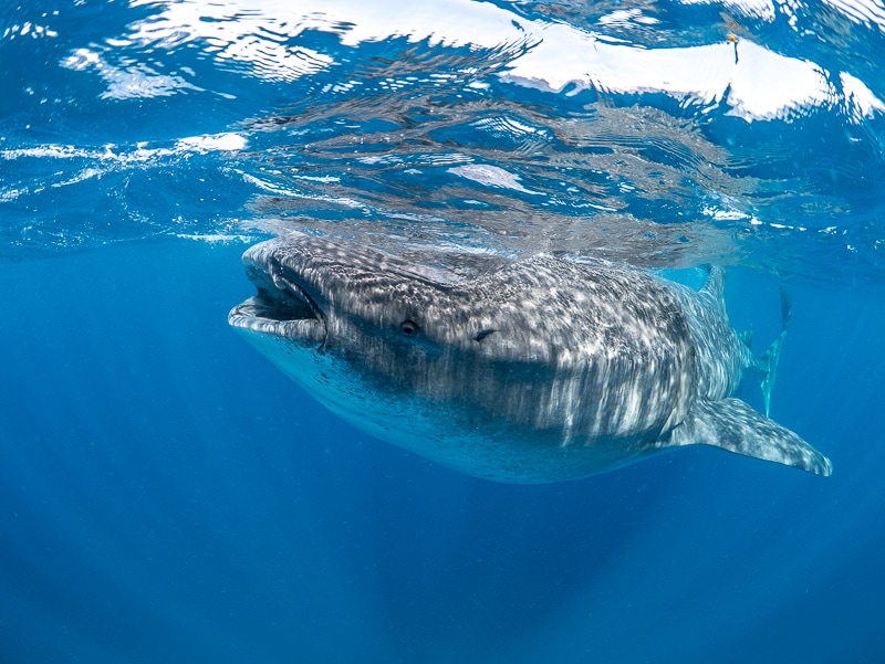 Swim with whale sharks in the Caribbean. Daily tours from Cancun, Playa del Carmen and Tulum